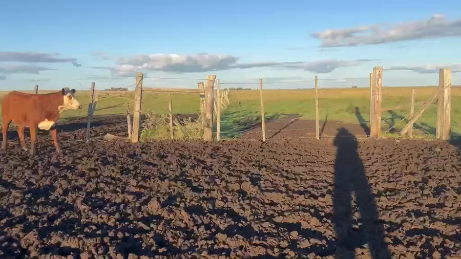 Lote VAQ +2 PREÑADAS