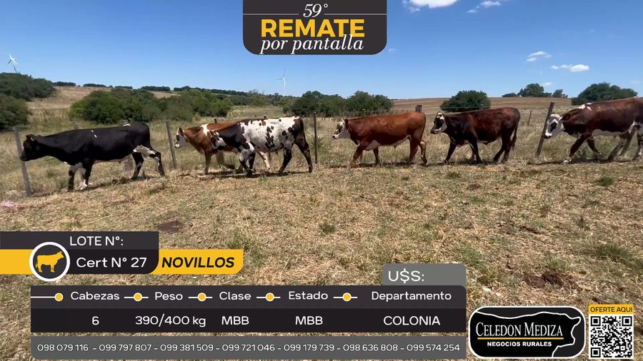Lote 6 Novillos en Colonia