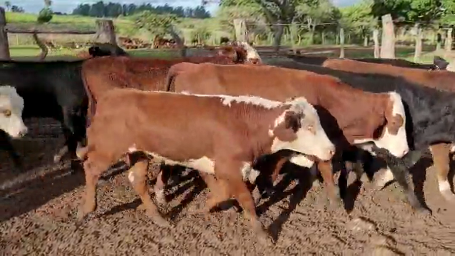 Lote 520 Terneros en Perugorría, Corrientes