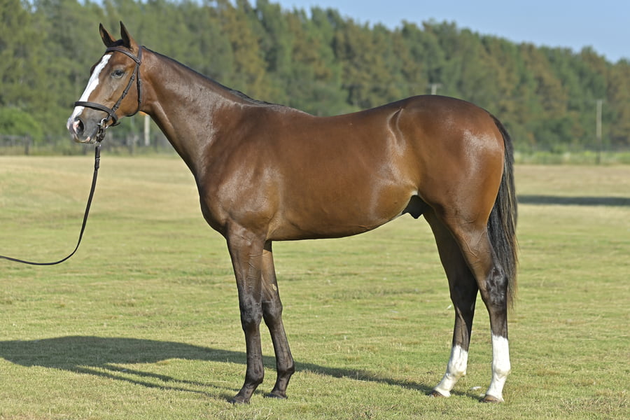 Lote BEST PORTAL (M) - PORTAL DEL ALTO x BEST DAME