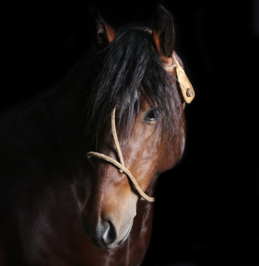 Lote PORA GUARDAPOLVO