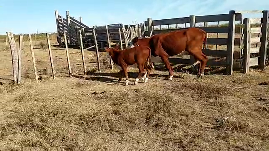 Lote (Vendido)2 Piezas de cría BRADFORD a remate en #29 Pantalla Carmelo en CUCHILLA DEL PERDIDO