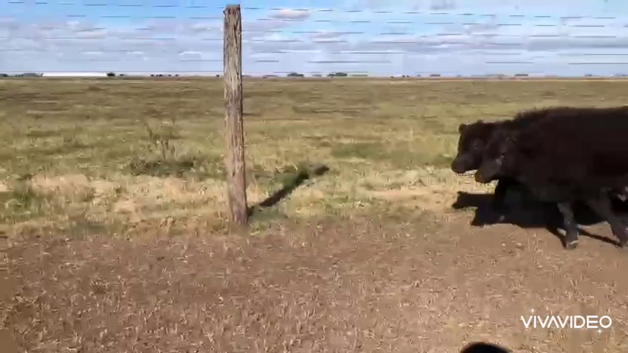 Lote 60 Terneros en Tapalqué, Buenos Aires