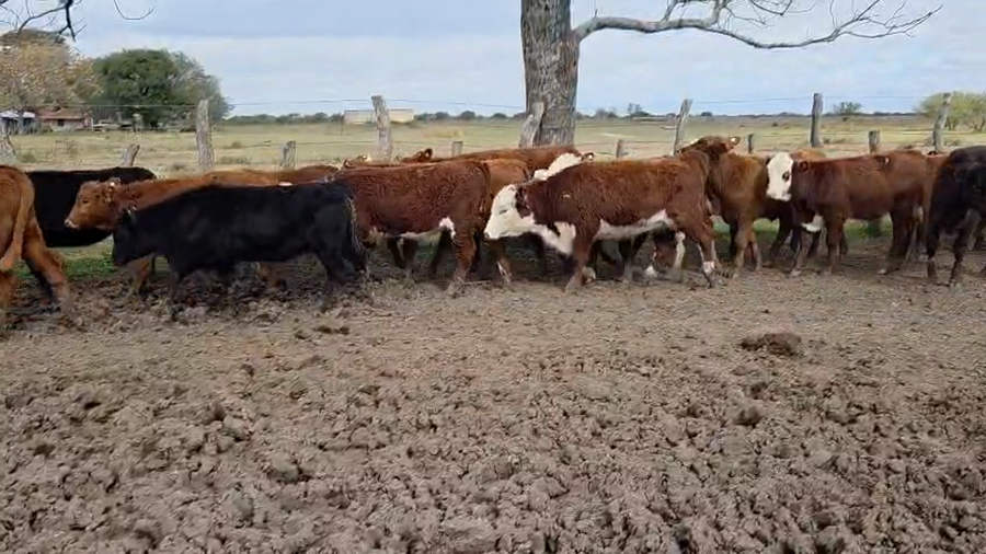 Lote 110 Terneras en Corrientes, Curuzu Cuatia