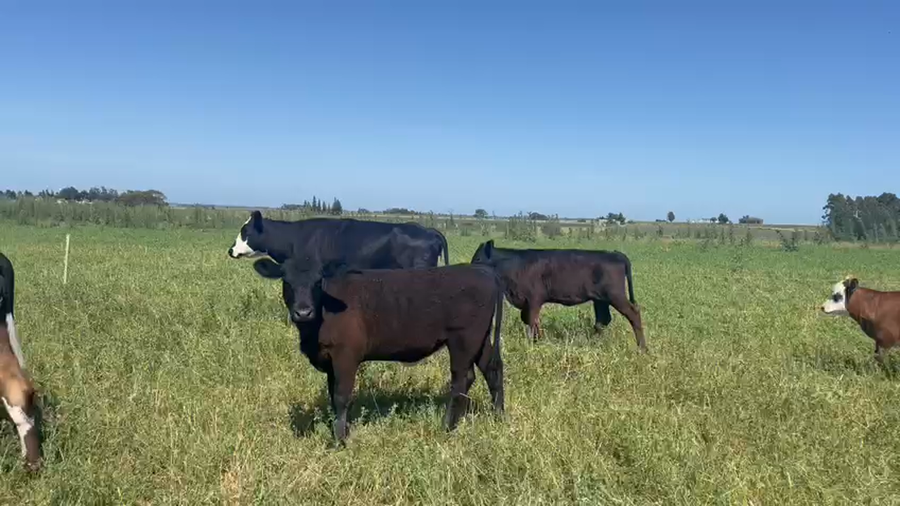 Lote 10 Terneras en Minas, Lavalleja