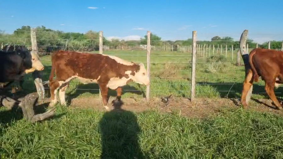 Lote 35 Terneros/as