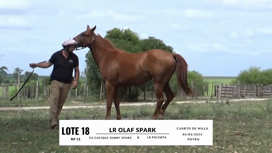 Lote LR OLAF SPARK