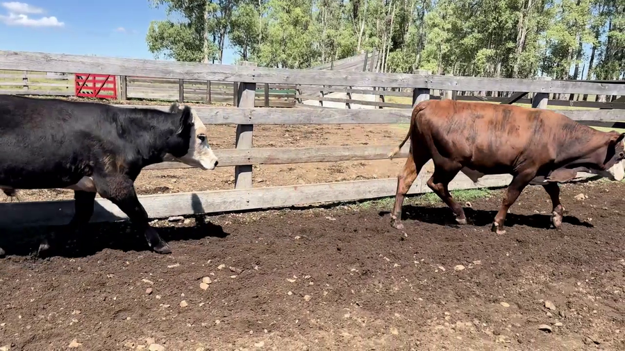 Lote SOBREAÑO ENTEROS