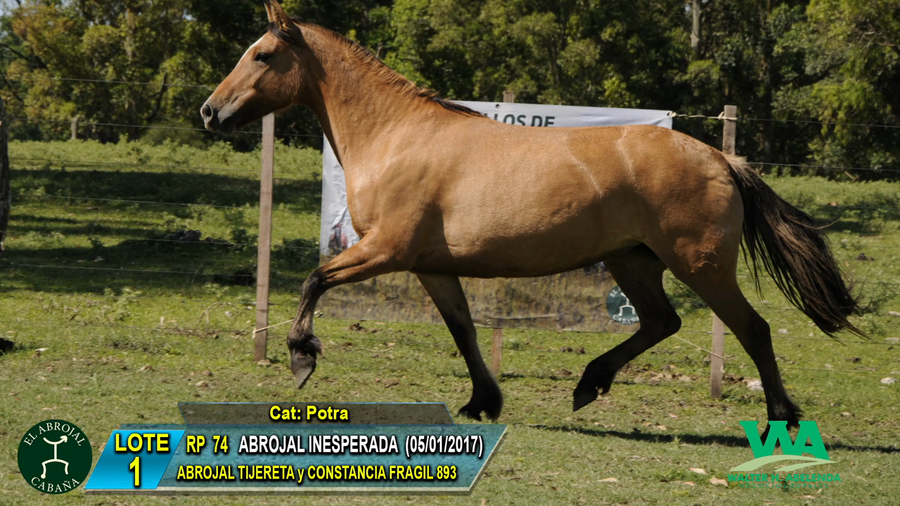 Lote ABROJAL INESPERADA