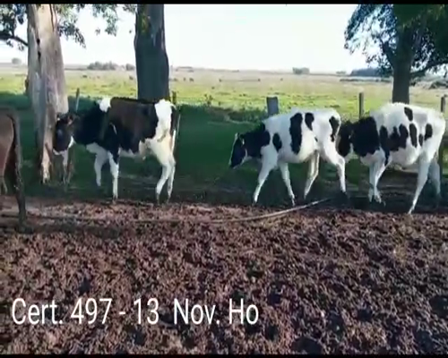 Lote (Vendido)13 Novillos HO a remate en Remate virtual de Coco Morales & Asoc. 245kg -  en A 16 KM DE EGAÑA Y 60 KM DE MERCEDES