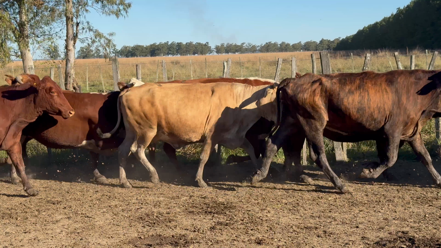 Lote 50 Vacas usadas preñadas en Corrientes, Paso de Los Libres