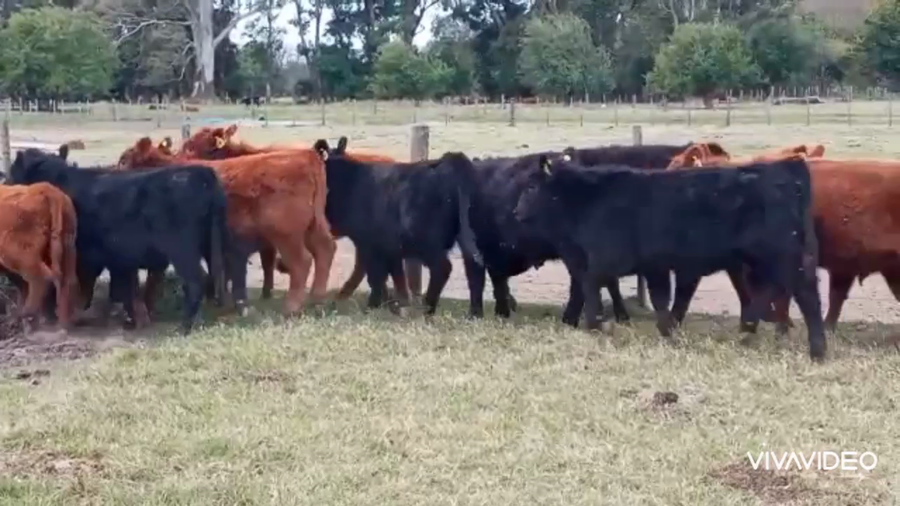 Lote 32 Terneros en Gral. Paz, Buenos Aires