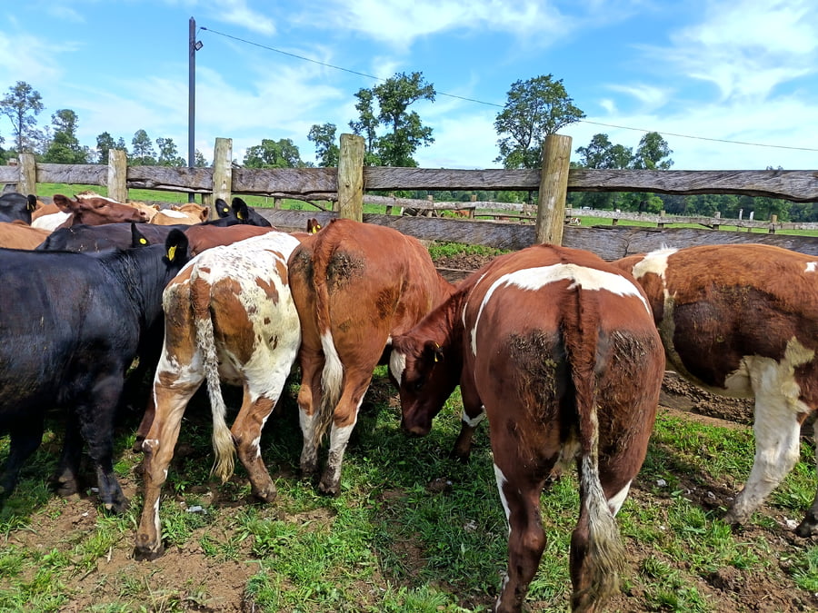 Lote 55 Vaquilla Engorda en Los Lagos, XIV Región Los Ríos