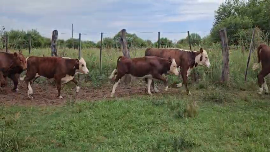 Lote 73 Terneros/as