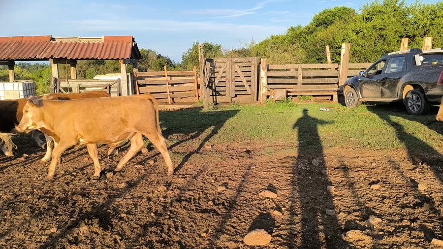 Lote 66 Novillos 2 a 3 años en Cerro Largo, Cerro de las Cuentas
