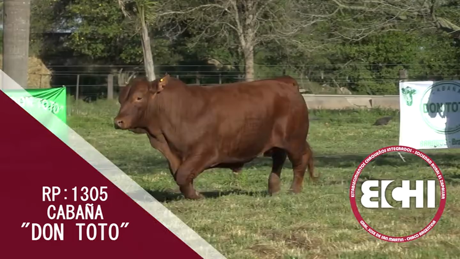 Lote TORO BRANGUS CABAÑA DON TOTO
