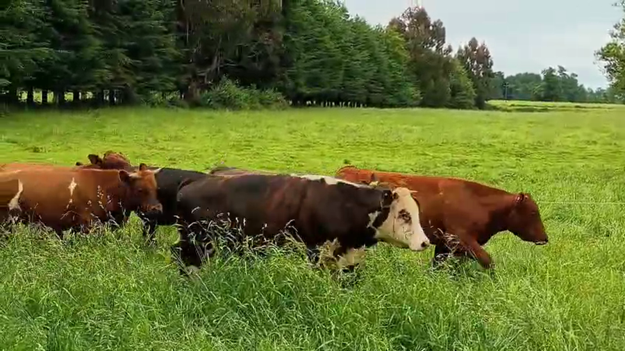 Lote 53 Novillo Engorda en Purranque, X Región Los Lagos