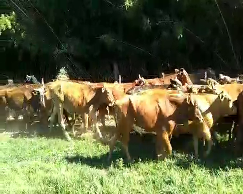 Lote 60 Novillitos en Santo Tomé, Corrientes
