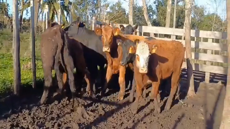 Lote 10 Vaquillonas 1 a 2 años AA a remate en #45 Pantalla Carmelo  350kg -  en Costas del Rosario