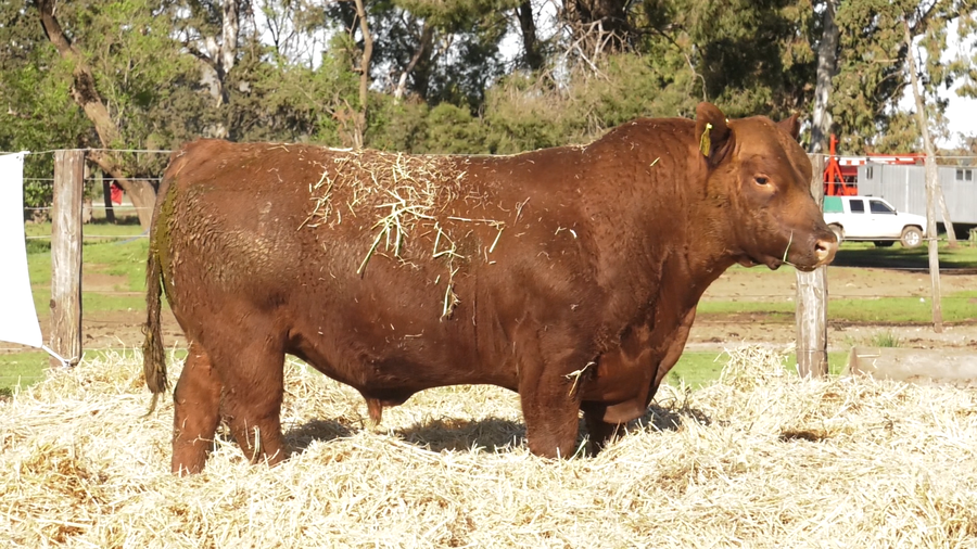 Lote TOROS PUROS CONTROLADOS