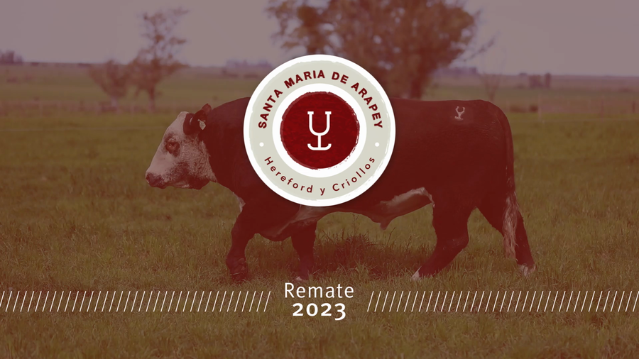 Lote Toros a remate en Remate anual Ñu Porá 2023, Paysandú