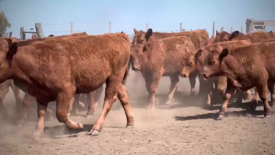 Lote 60 Terneros en Gral. Lamadrid, Buenos Aires