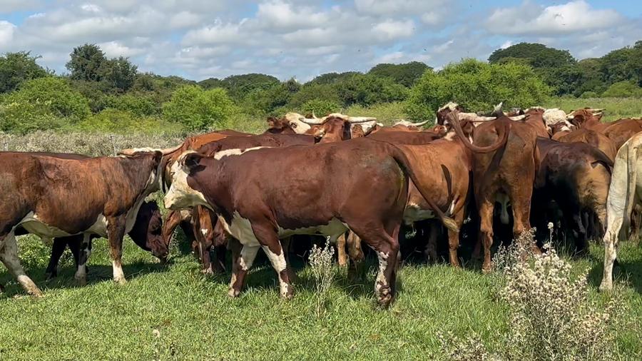 Lote 35 Novillitos en Corrientes, Goya