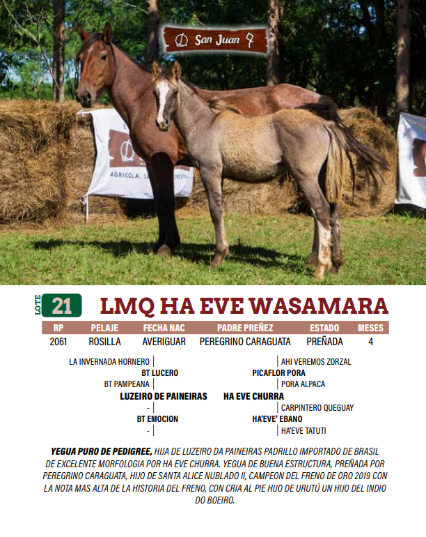 Lote LOTE 21