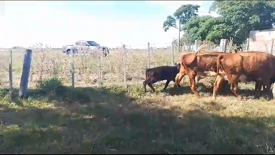 Lote 16 Piezas de cría a remate en Pantalla Camy en San Gregorio