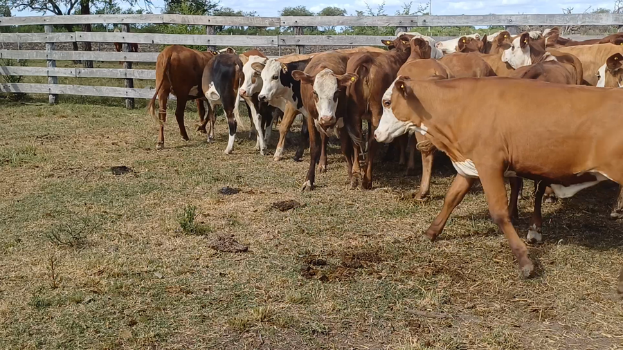 Lote 66 Terneras en Villaguay, Entre Ríos