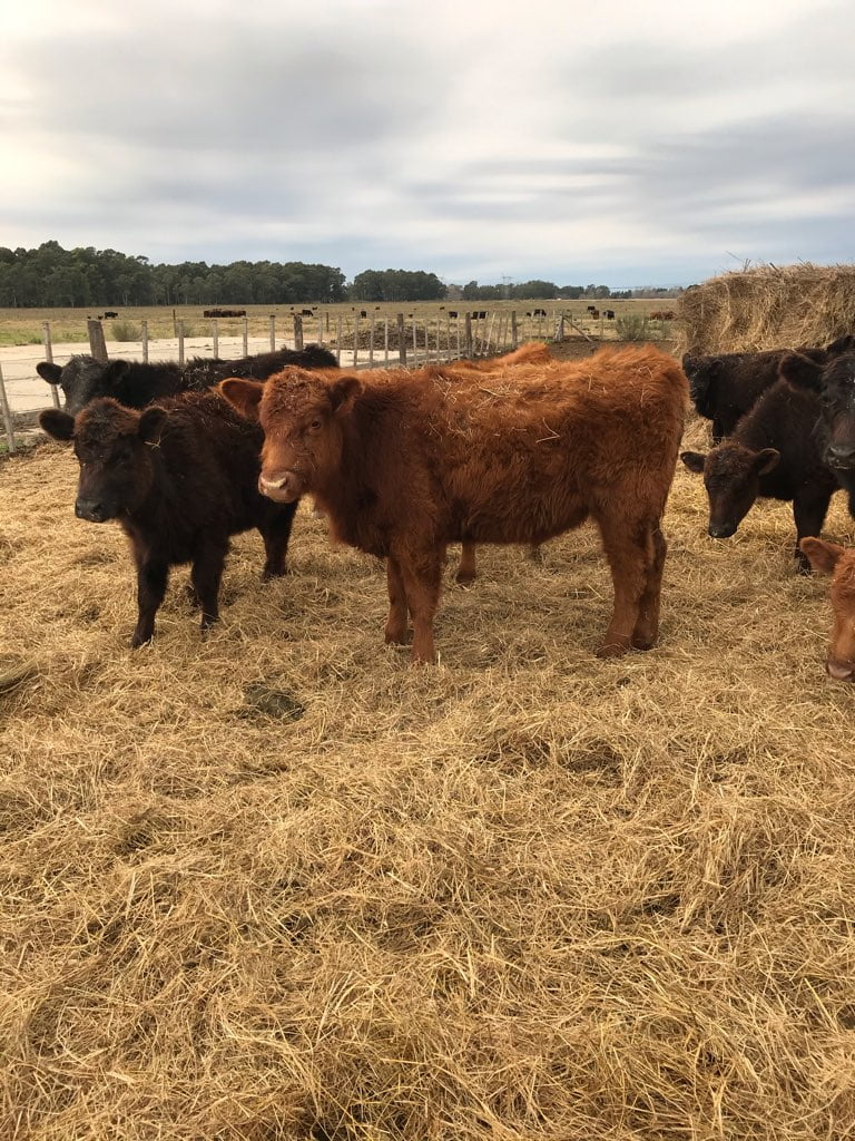 Lote 29 Terneros/as en Guernica, Buenos Aires