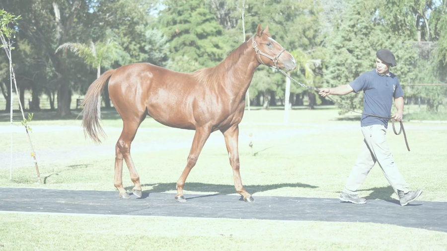 Lote STARS DADDY (DADDY LONG LEGS  -  NUMBER THE STARS por Key Deputy)