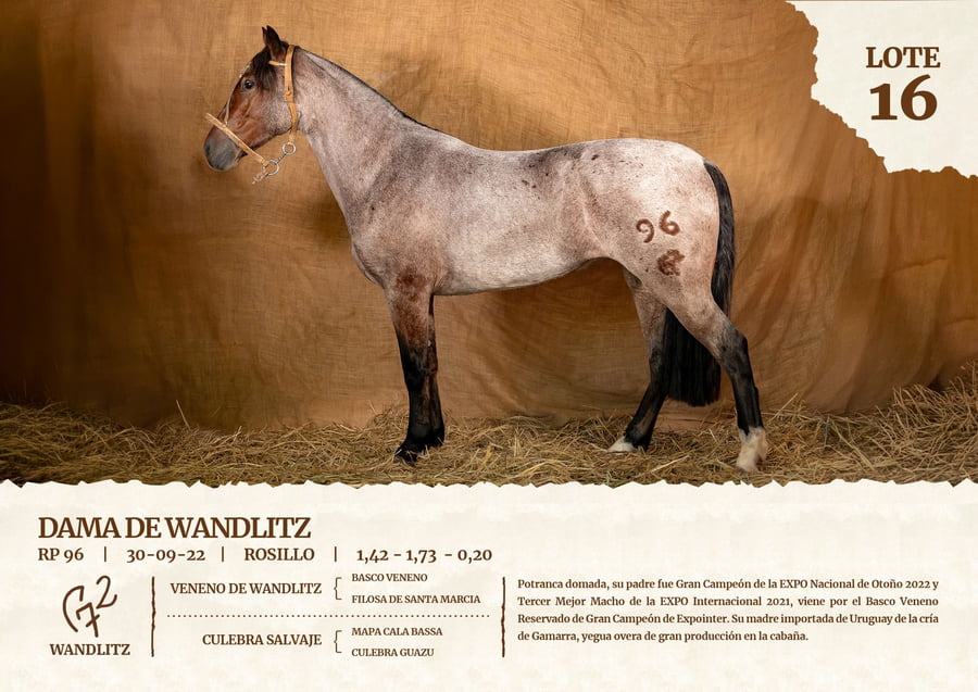 Lote DAMA DE WANDLITZ