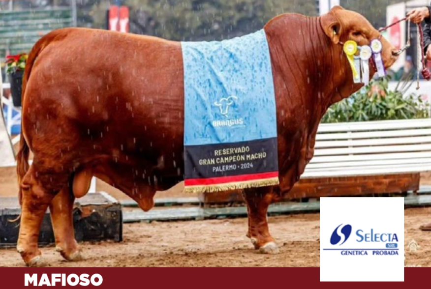 Lote PAQUETE 10 DOSIS