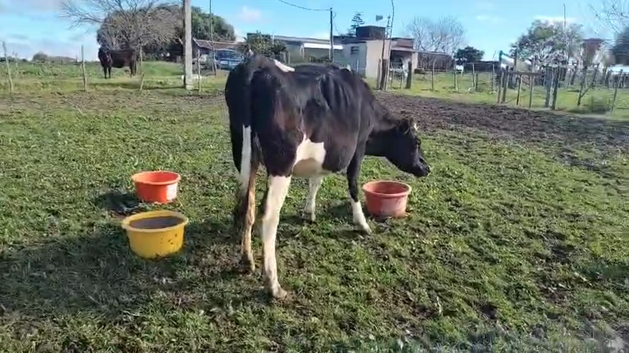 Lote 3 Vaquillonas  a remate en Pantalla Aniversario - Escritorio Camy, San José