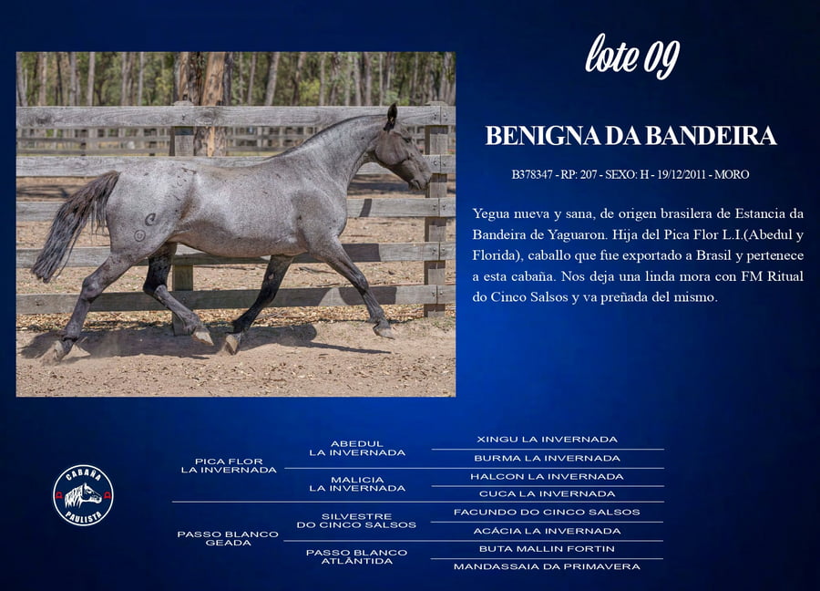 Lote Benignada Bandeira