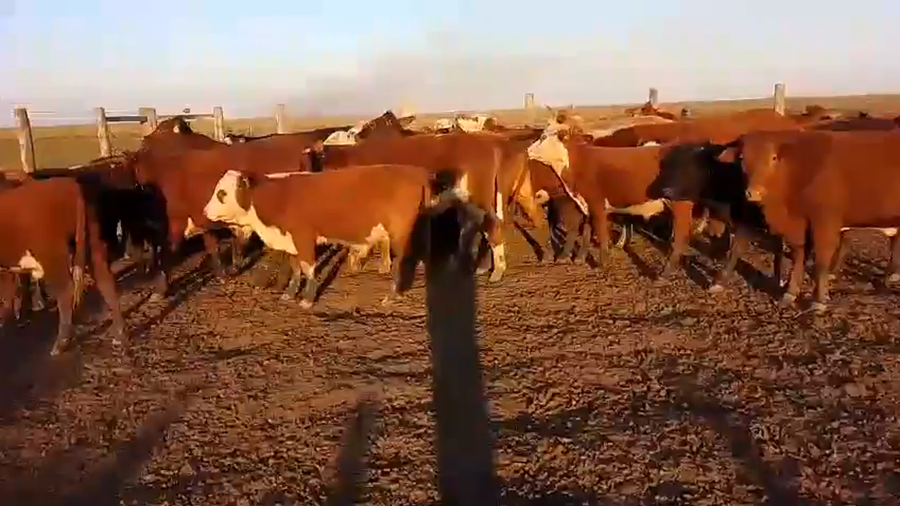 Lote 85 Novillitos en Santa Fe, Vera