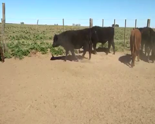 Lote 33 Terneros en Alpachiri, La Pampa