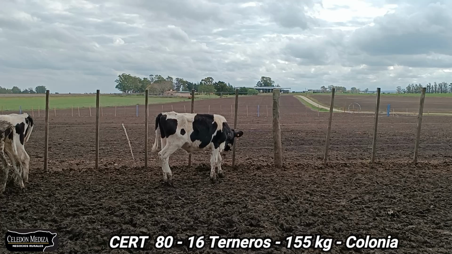 Lote 16 Terneros en Colonia