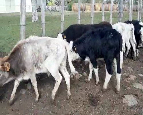 Lote 16 Terneros CRUZA ANGUS STORTON a remate en Pantalla Camy 115 - 125kg - , San José