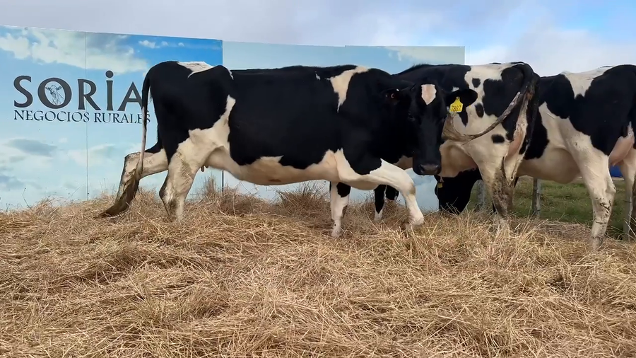 Lote VACAS PRÒXIMAS CABAÑA MANGADO