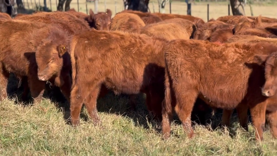 Lote 70 Terneros en Dolores, Buenos Aires