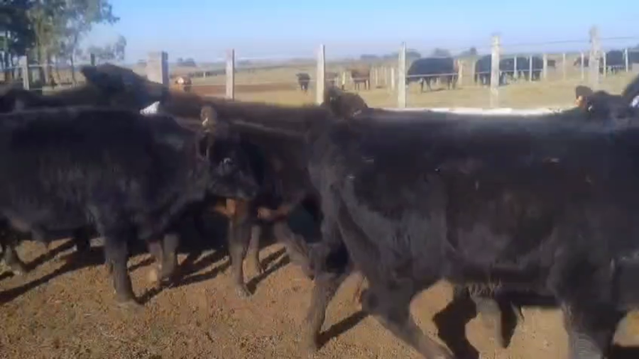 Lote TERNEROS