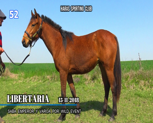 Lote LIBERTARIA