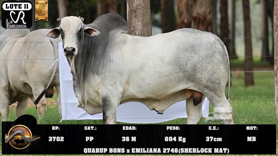 Lote LOTE 11