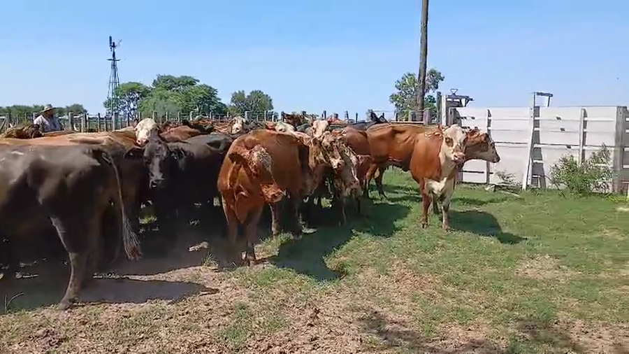 Lote 45 VACAS BRAFORD Y BRANGUS EN PROGRESO, SANTA FE