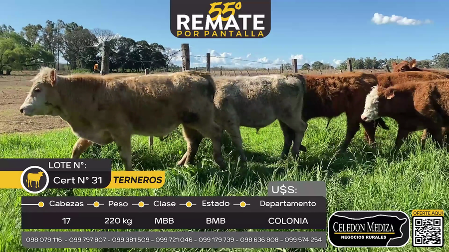 Lote 17 Terneros en Sn Pedro,Colonia