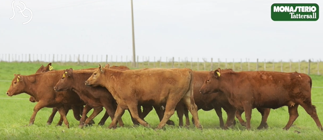 Lote VIENTRES PREÑADOS(CORRAL 39)