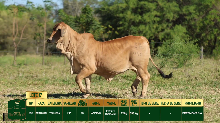 Lote LOTE 17