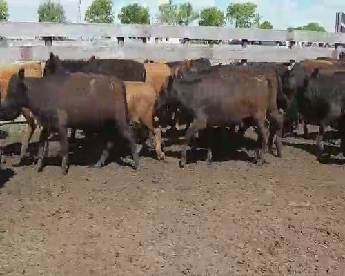 Lote 110 Terneros en Villaguay, Entre Ríos